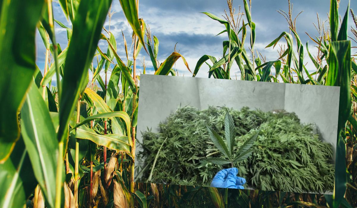 Koszyce: rolnik kosząc swą kukurydzę odkrył pośród łanów dorodną uprawę marihuany