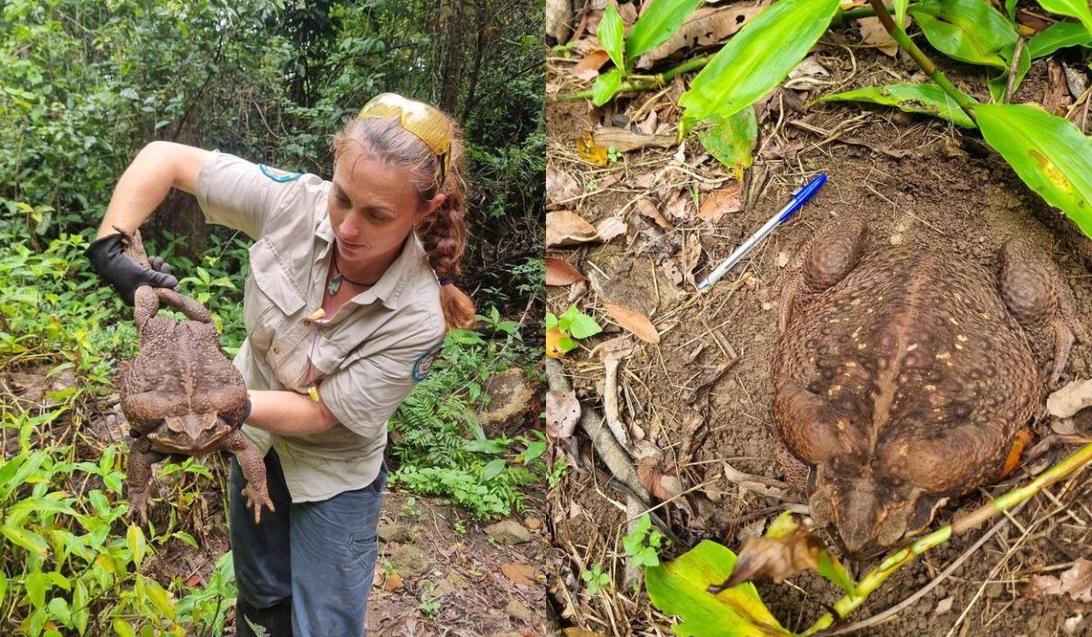 Australia: strażniczka wypatrzyła ropuchę olbrzymią, która tym razem była większa sześć razy niż zwykle
