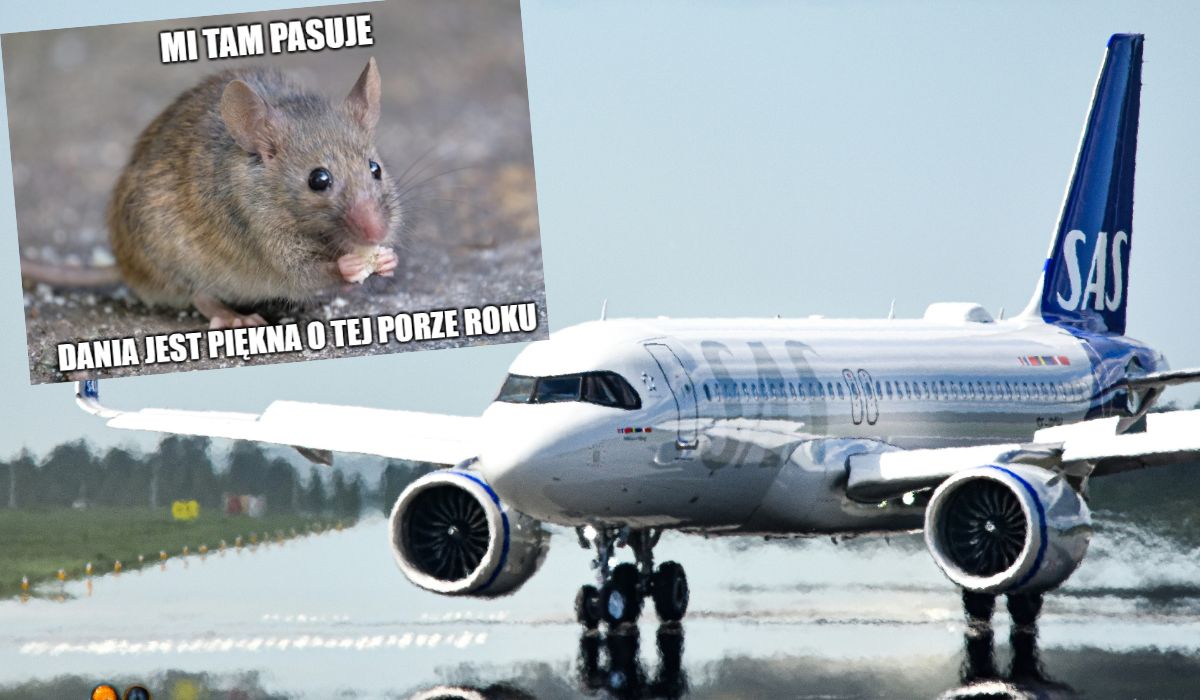 Kopenhaga: samolot musiał awaryjnie lądować przez mysz w jedzeniu pasażerki