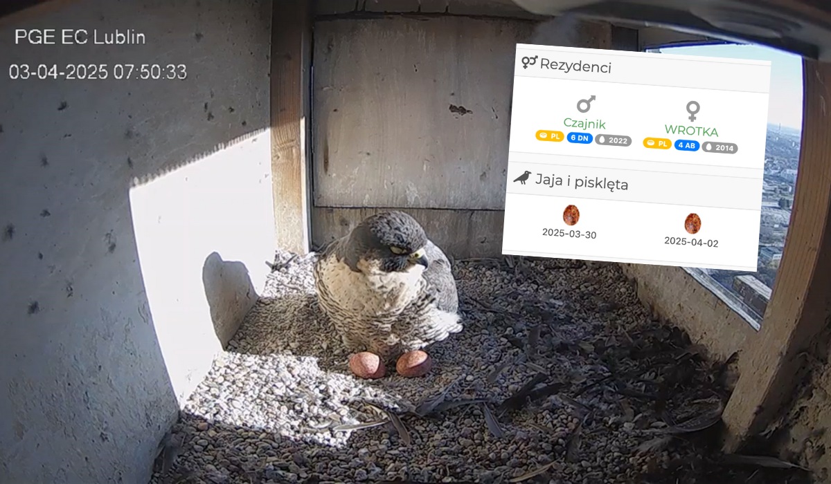 Sokoły Wrotka i Czajnik mieszkające na kominie w Lublinie mają nowe jajo