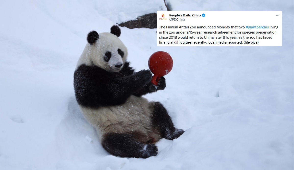 Z powodu inflacji fińskie zoo odda pandy z powrotem do Chin