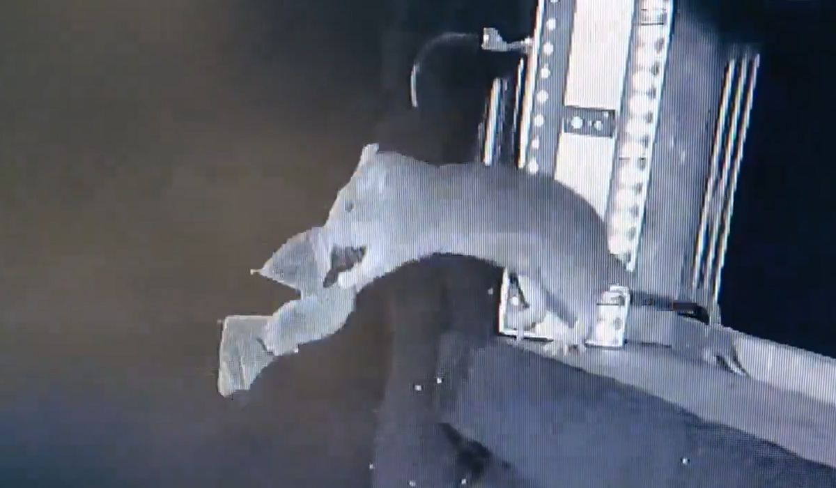 Niemcy: naukowcy z niepokojem odkryli, że szczury polują na przelatujące nietoperze