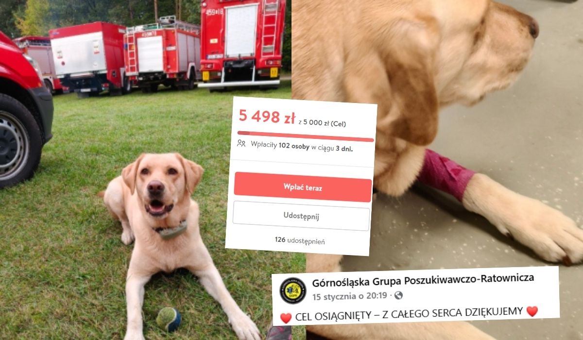 Udała się zrzutka na Akirę, czworonożną ratowniczkę, którą zaatakowało jakieś choróbsko 