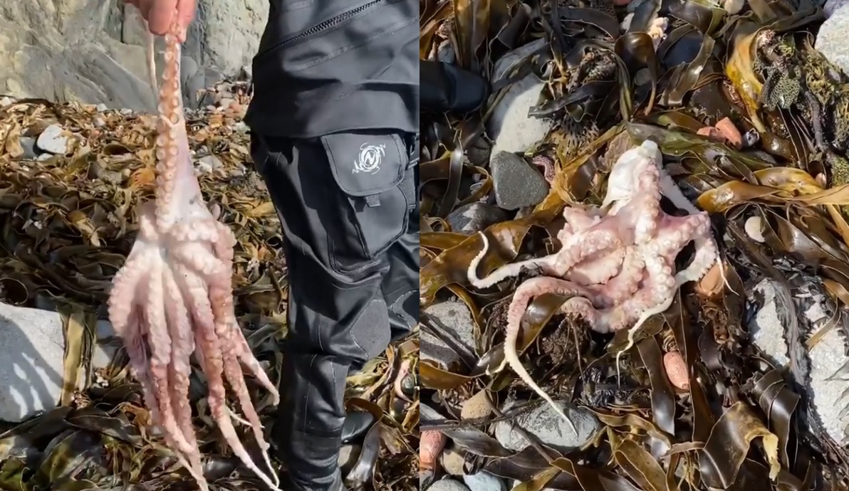 Na Kamczatce daje się obserwować katastrofa ekologiczna, o której zrobiło się głośniej dopiero przez surferów