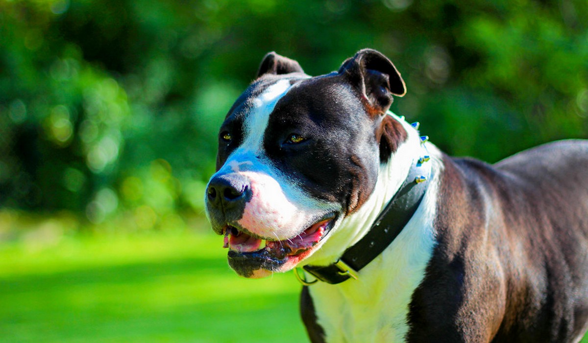 UK: psy rasy American XL Bully zostaną zakazane od 2024 roku