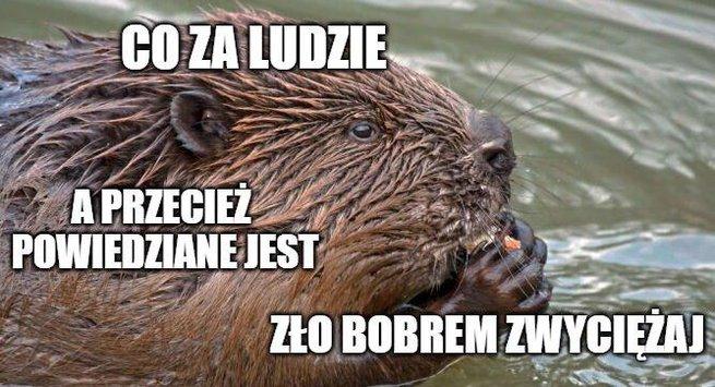 Mazowieckie: Dyrekcja Ochrony Środowiska zgodziła się na odstrzał 1500 bobrów, bo "szkodzą" 