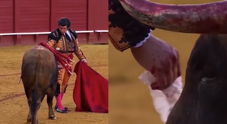 Matador w trakcie katowania byka na śmierć otarł mu łzy "w geście szacunku"