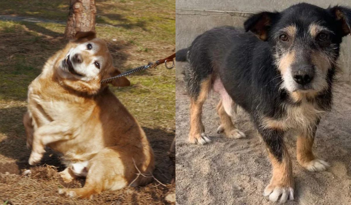 Suwałki: mieszkańcy dostaną 1500 zł rekompensaty za adoptowanie psin-seniorów ze schroniska