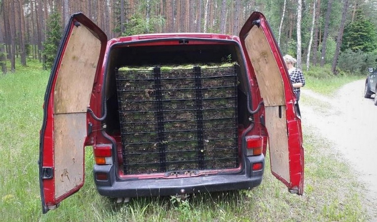 Józefów: Straż Leśna zatrzymała złodziei, chcieli zakosić 150 skrzynek mchu