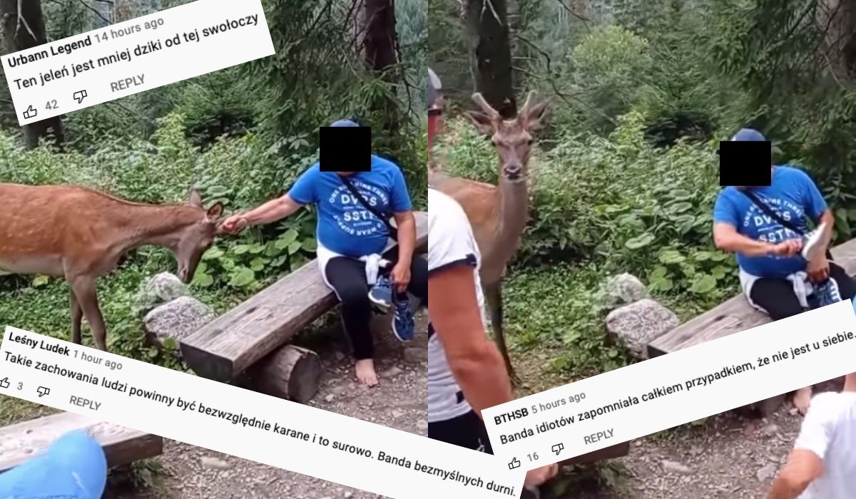 Turystom nudziło się w drodze na Morskie Oko, więc drażnili jelenia, ciągnęli go za poroże i uderzyli butem