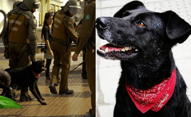 Chile: protestujący wspominają "rewolucyjnego pieska", który gryzł policjantów