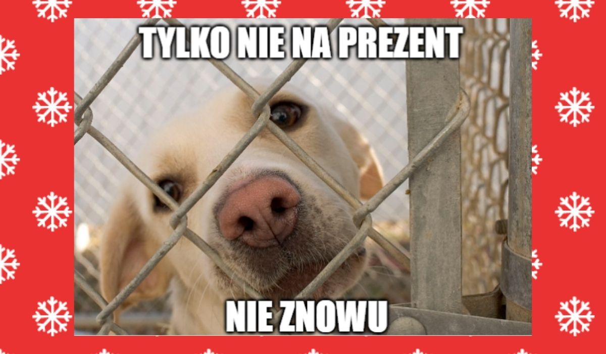 Gdańsk: schronisko zawiesza adopcje psów, bo ludzie myślą, że to super pomysł na prezent
