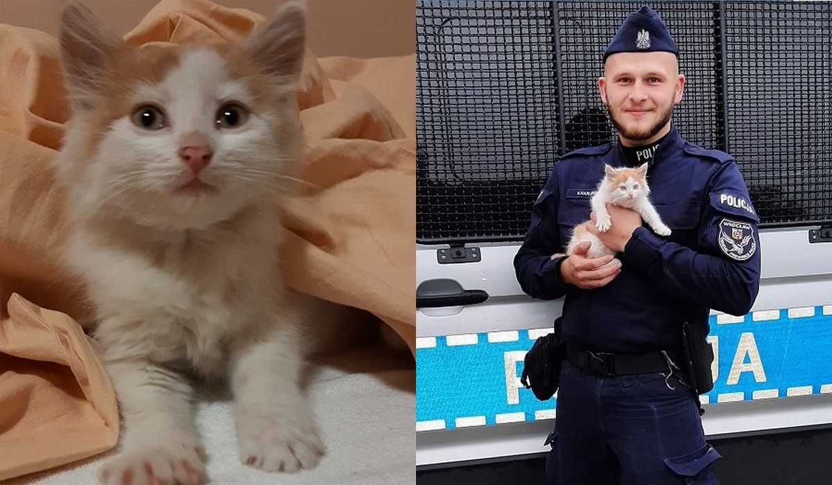 Policjanci uratowali zmarznięte kitku chowające się w chaszczach, potem jeden z nich adoptował kitka i fajnie