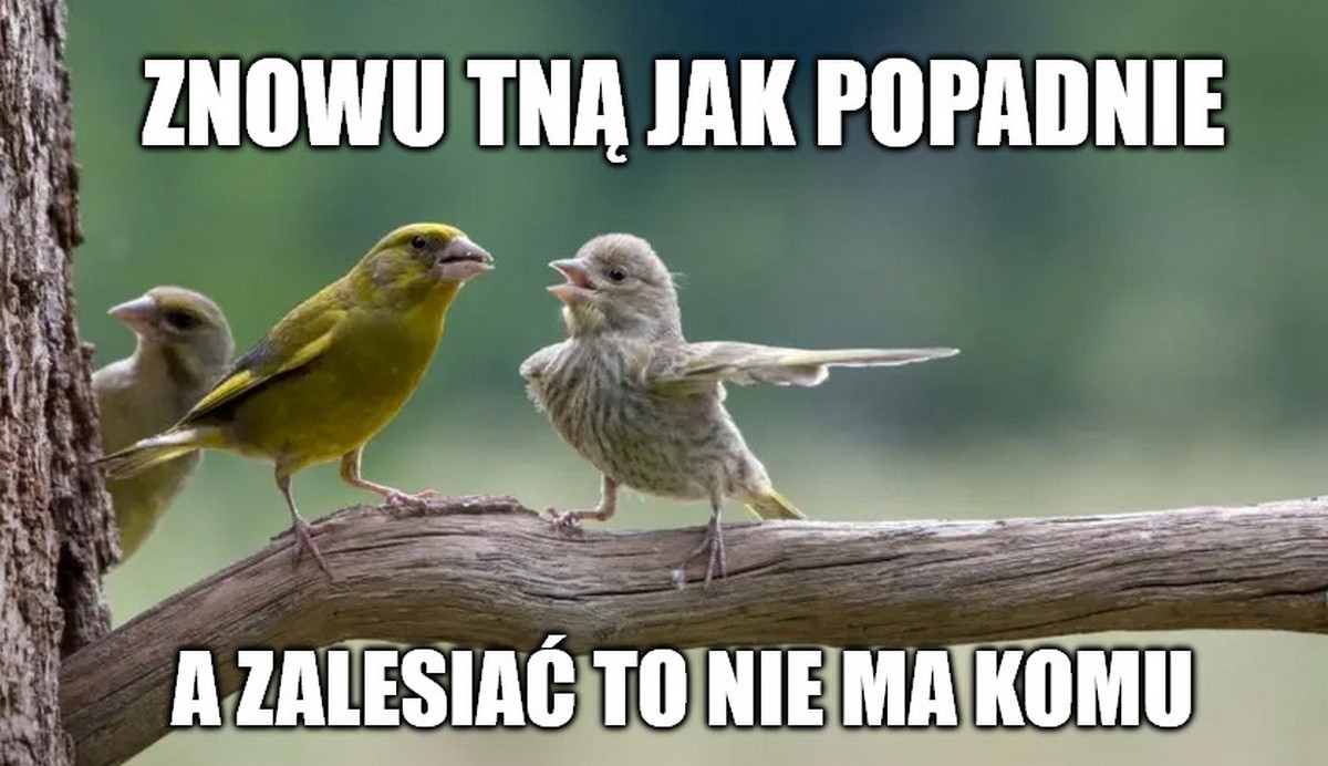 Raport NIK: w Lasach Państwowych rządzi beton, który chyba nie zauważył zmian klimatu