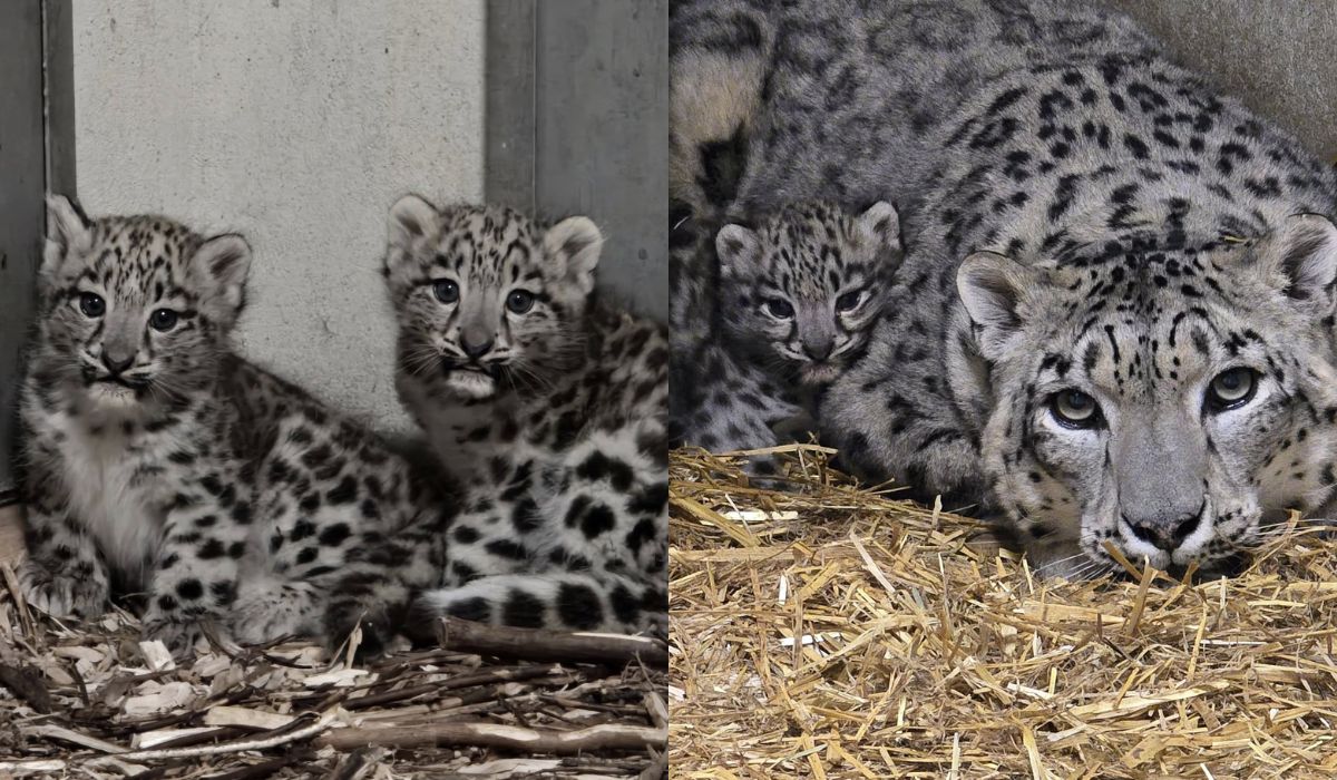 Chorzów: w ZOO urodziły się dwie pantery śnieżne, wyglądają na zaskoczone