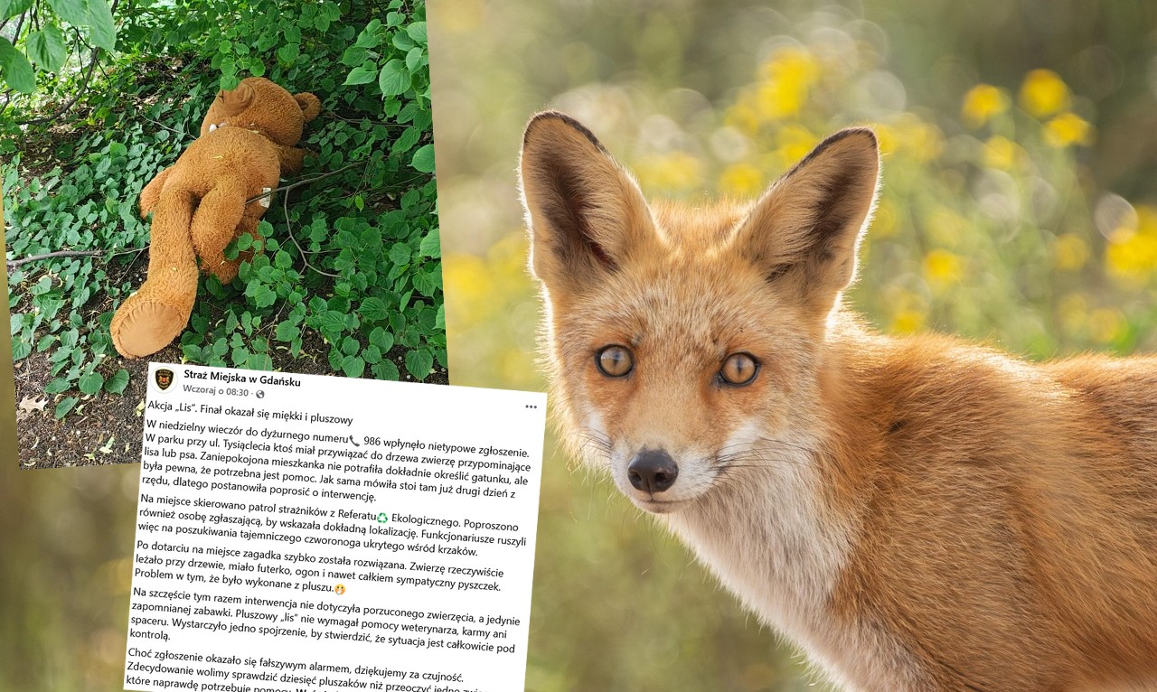 Lagun 2: strażnicy ratujący tajemnicze zwierzę ustalili w trakcie akcji ratowniczej, że to pluszak