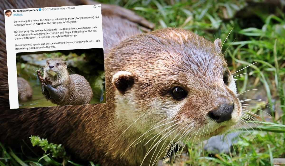 Nepal: naukowcy potwierdzili istnienie wyderki orientalnej, o której świat zapomniał dwieście lat temu