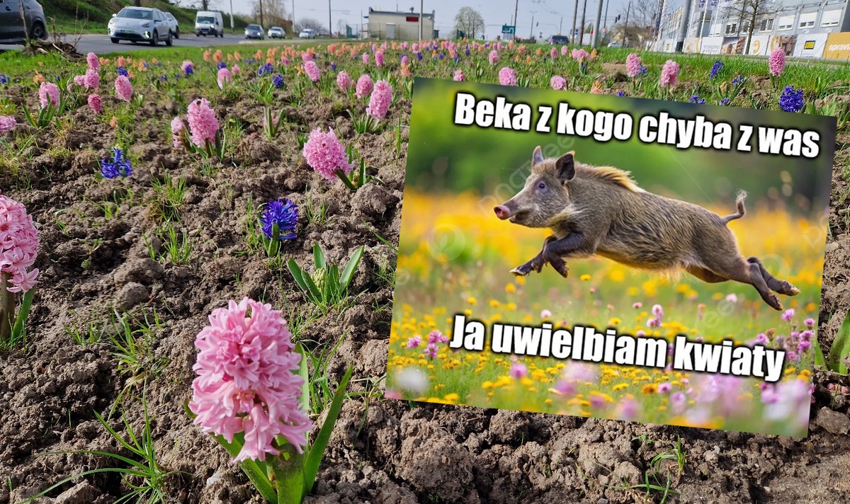 Gdynia: miasto chce walczyć z dzikami, ale nie przemocą, a kwiatami