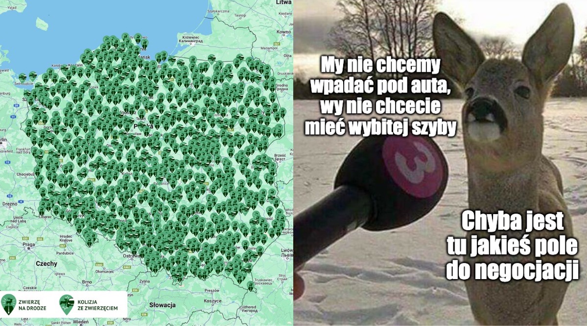 Rozmawiamy z ekipą IBS PAN i pytamy, jak im się ratuje zwierzęta przed wypadkami