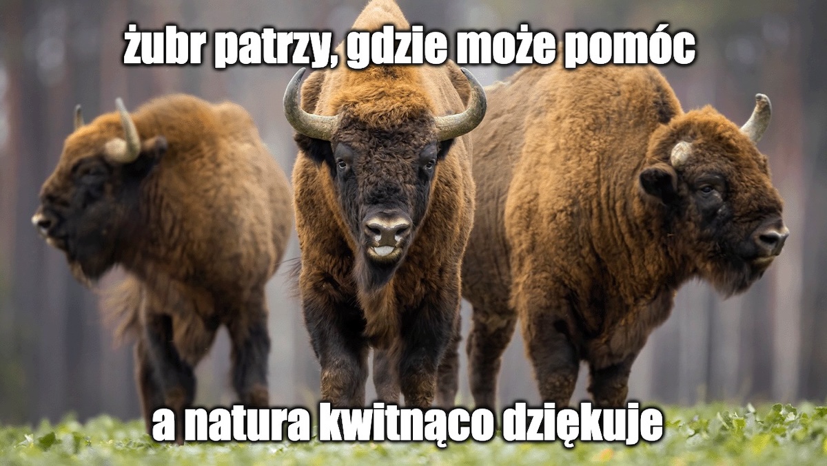 Fundusz Żubra pokazał, na co poszło 7 mln złotych po 7 latach od jego założenia