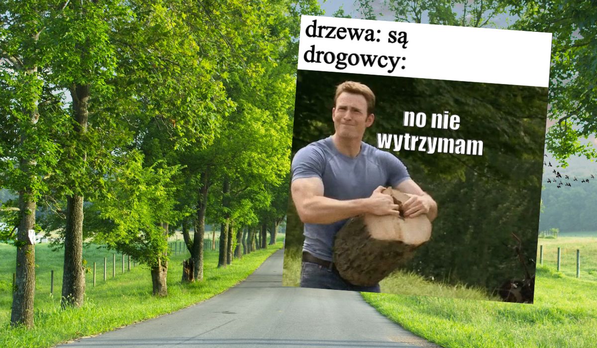 Afera wycinkowa: drogowcy chcą wyrąbać łącznie ok. 7000 drzew na Warmii i Mazurach