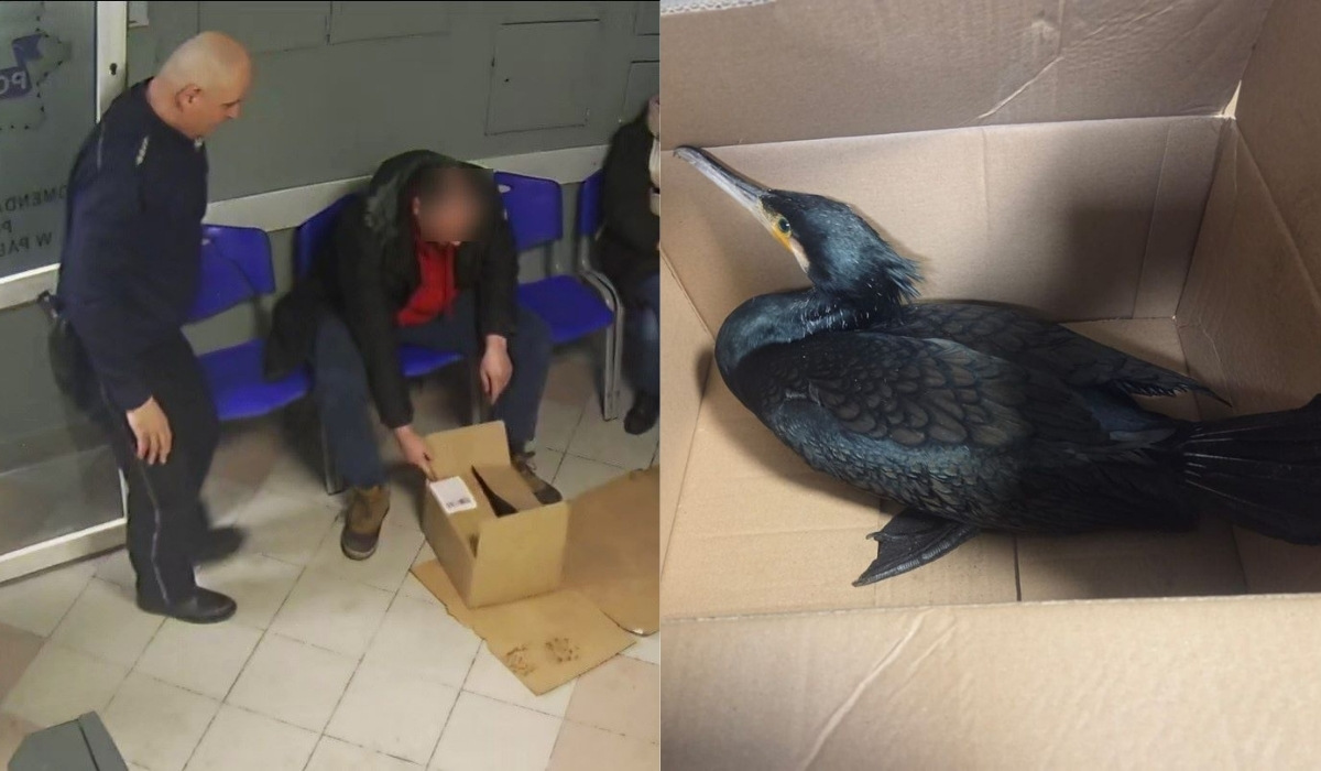 Pabianice: pan przyniósł rannego kormorana na komendę, policja zorganizowała pomoc