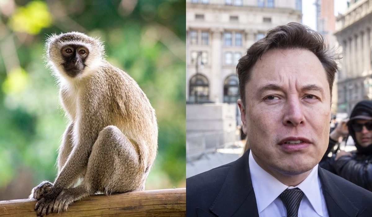 Małpy używane do eksperymentów na mózgach przez firmę Elona Muska "bardzo cierpiały", 15 z nich umarło