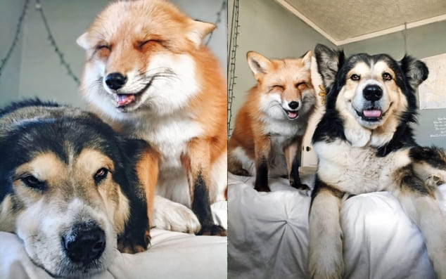 Może chcesz zobaczyć jak uratowany lis zakolegował się z również uratowanym psem