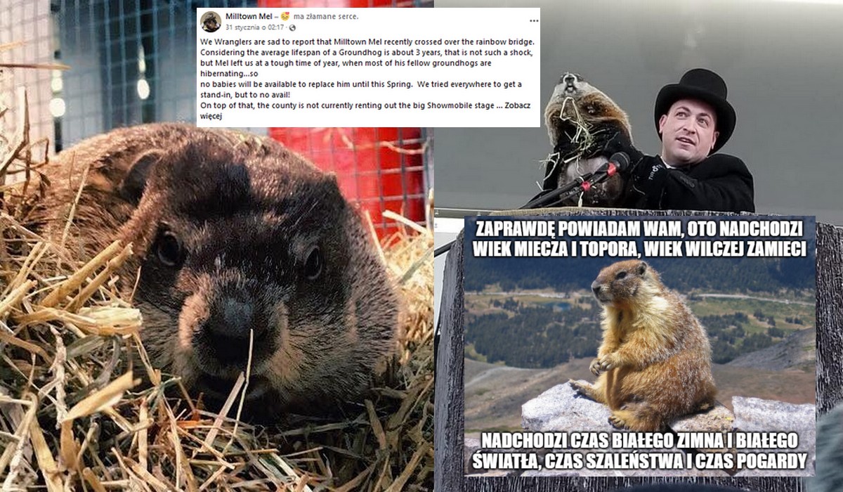 New Jersey: słynny Dzień Świstaka z przepowiadaniem pogody został odwołany, bo świstak umarł