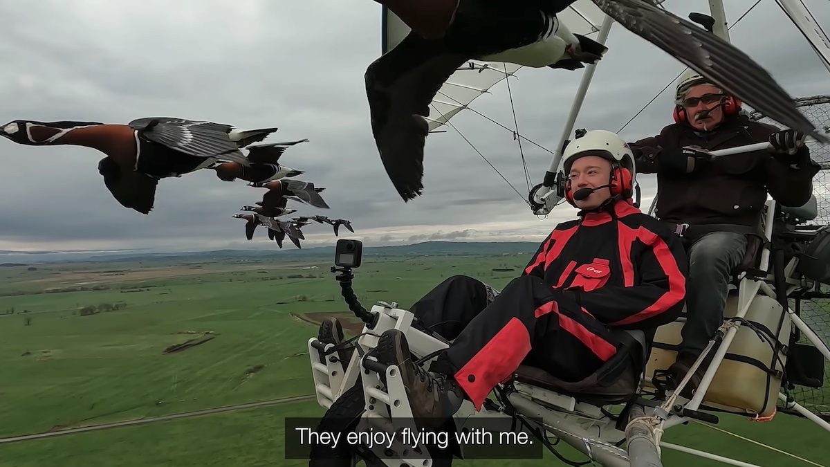 Chłop lata motolotnią z kluczami gęsi i uczy je lepszych, bezpieczniejszych tras przelotu