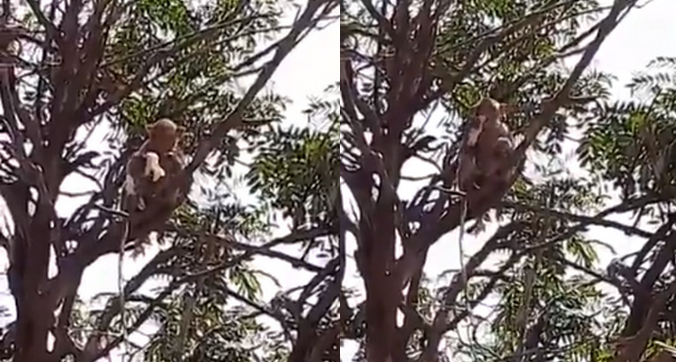 Indie: małpy ukradły próbkę z koronawirusem i uciekły ku nowym przygodom