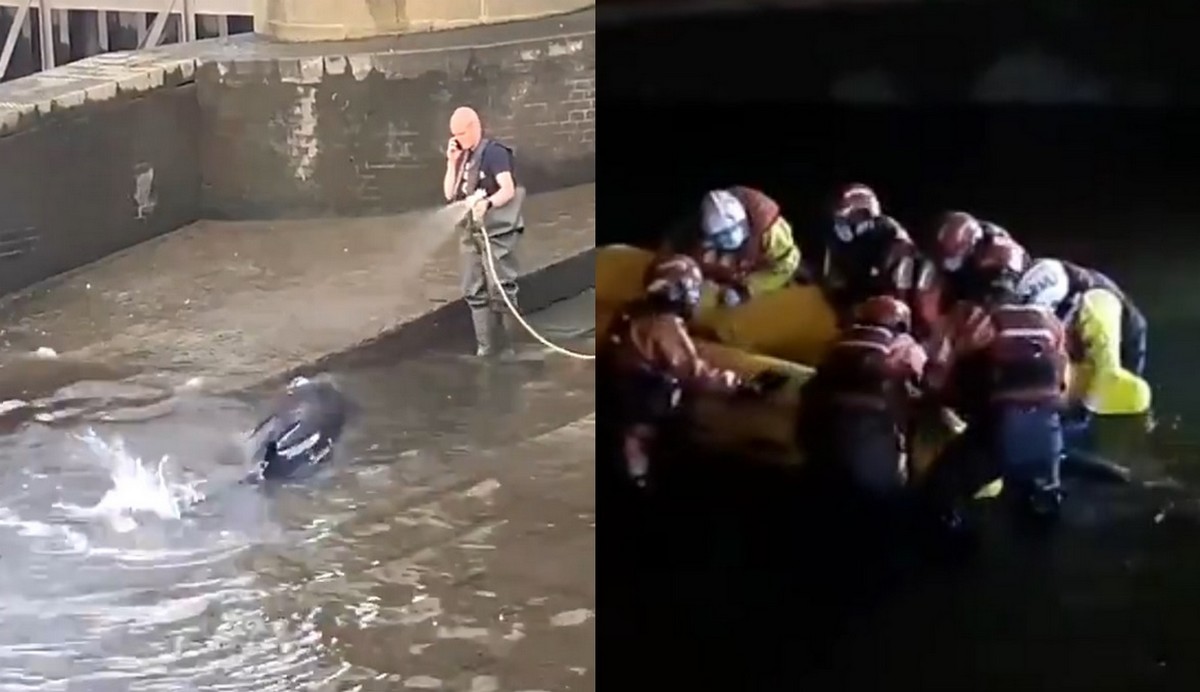 Wielka Brytania: ratownicy uwolnili wieloryba, który utknął w śluzie na Tamizie