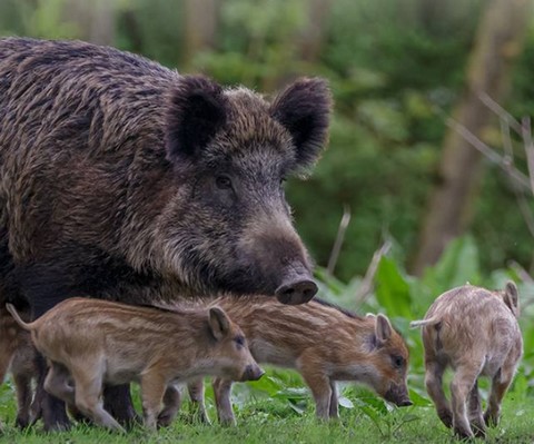 Komisja Europejska popiera plan odstrzału dzików i chwali Polskę