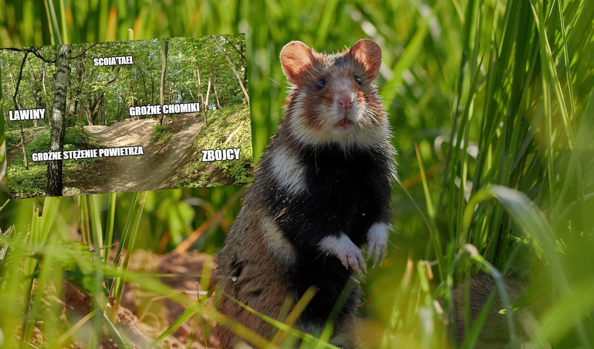 Lublin: ekolodzy alarmują, że deweloper buduje osiedle na wymierających chomikach