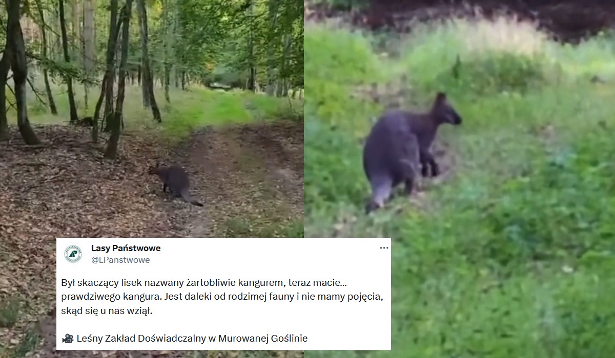W jednym z polskich lasów zamieszkał kangur i leśnicy nie mają pojęcia co on tam robi