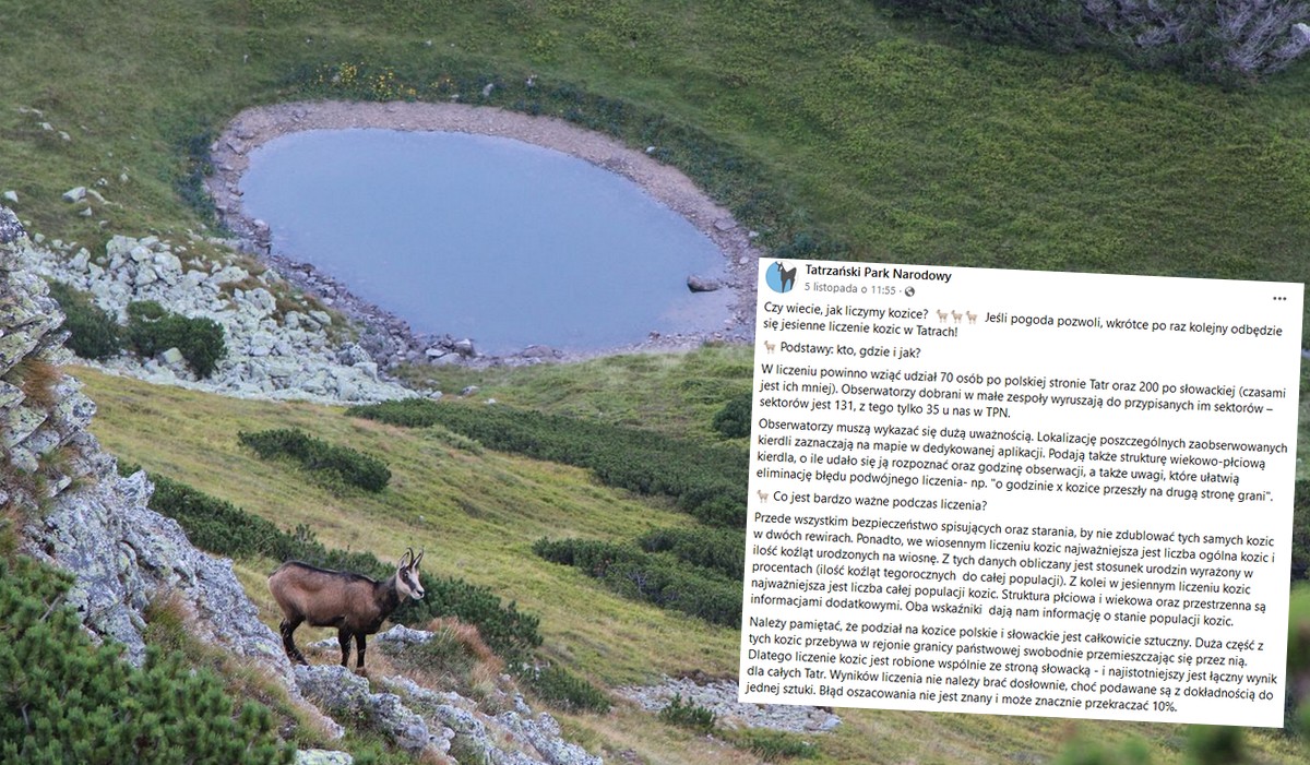 Tatry: trwa operacja liczenia kozic, która jest trudna, bo kozice skaczą, więc można się pomylić albo zasnąć