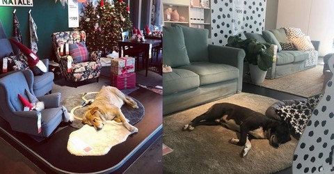 Ikea we Włoszech pozwoliła zamieszkać bezdomnym psom we wnętrzu sklepu