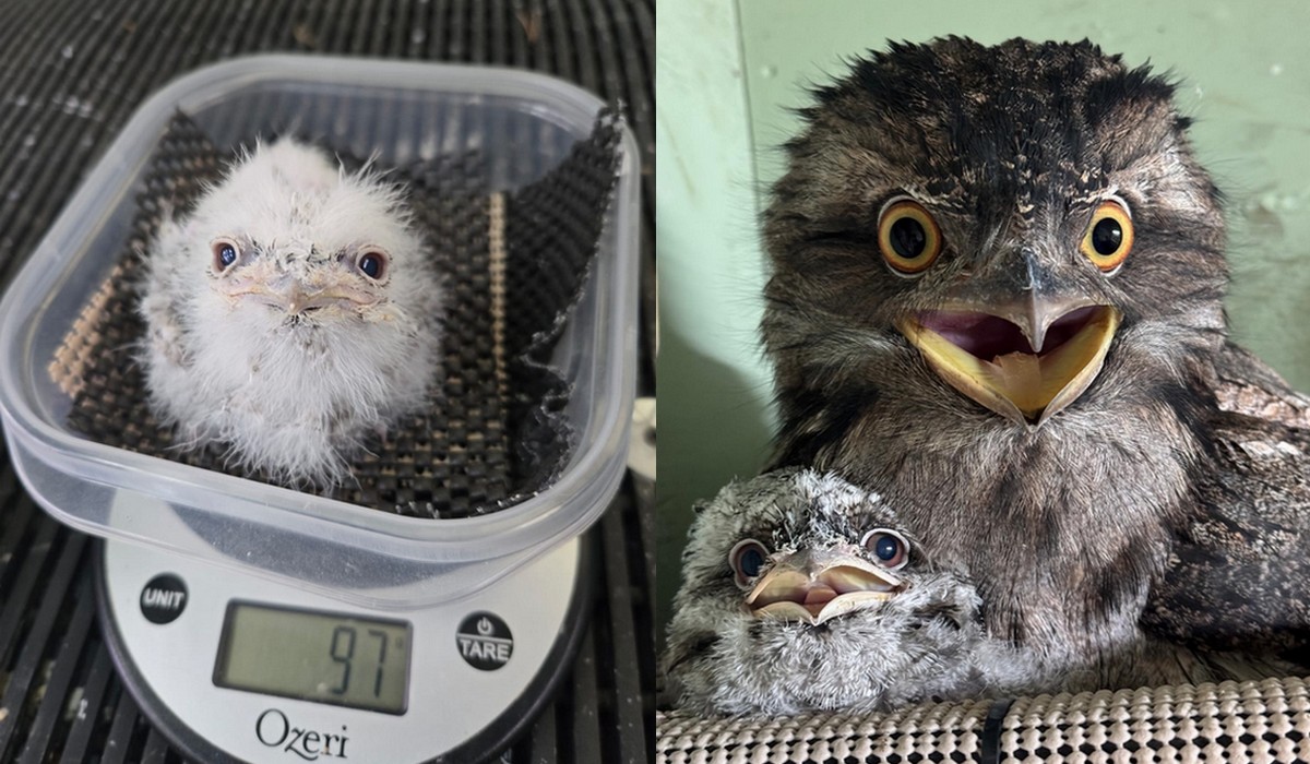 W amerykańskim zoo narodził się majestatyczny paszczak australijski o dumnym imieniu "Pierogi"