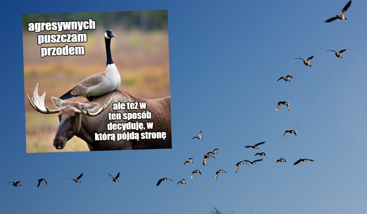 Badanie: liderami częściej zostają gęsi, które imponują odwagą, ale nie agresją