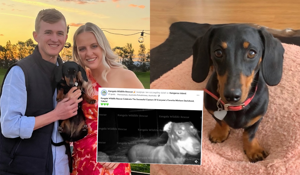 Australia: jamniczka Valerie odnalazła się po 529 dniach w dziczy