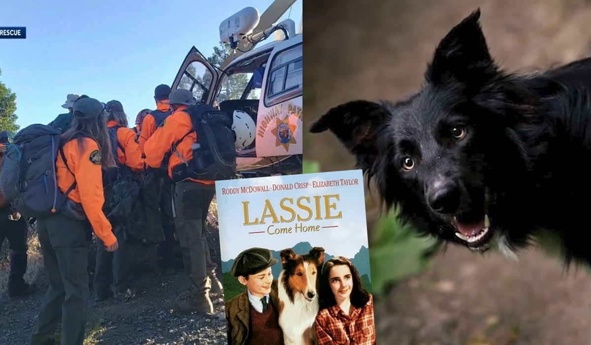 USA: pies doprowadził ratowników do swojego właściciela, który spadł ze stromego zbocza