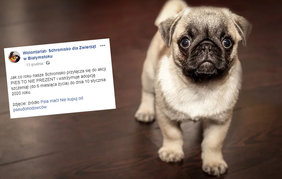 Schronisko w Białymstoku na czas świąt wstrzymuje adopcję zwierząt do 6. miesiąca życia: "Pies to nie prezent"