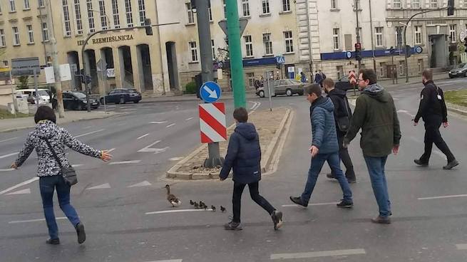 Poznań: udana eskorta rodziny kaczuszek na drodze, bo ludzie generalnie są dobrzy a Polska fajna