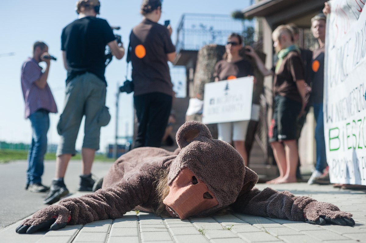 Ekoaktywiści przebrani za niedźwiedzie protestują przeciwko wycince i polowaniom