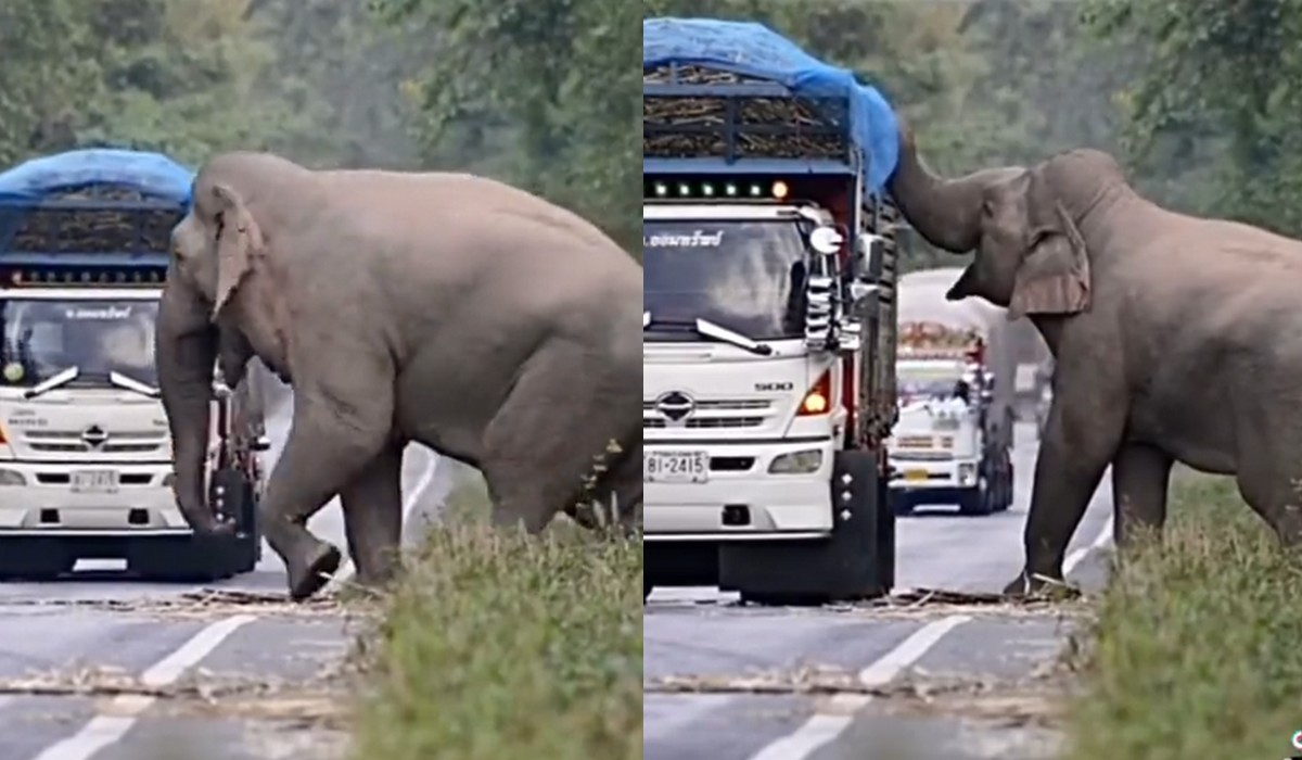 Tajlandia ma problem z głodnymi słoniami: uciekają przed pożarami i częstują się czym popadnie