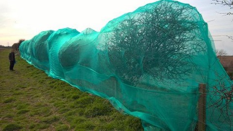 Wielka Brytania: deweloperzy sieciują drzewa, żeby ptaki nie mogły wić gniazd