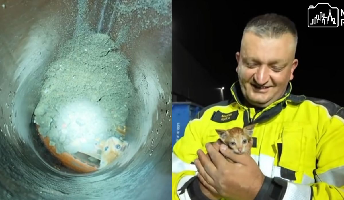 Ożarów: po trzygodzinnej akcji strażakom udało się uwolnić kotka, który utknął w rurze