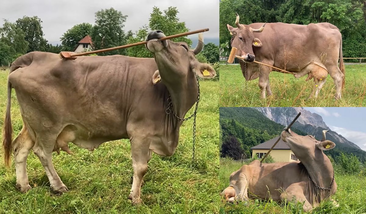 Austria: krowa zaskoczyła naukowców użyciem narzędzi do podrapania się po zadzie