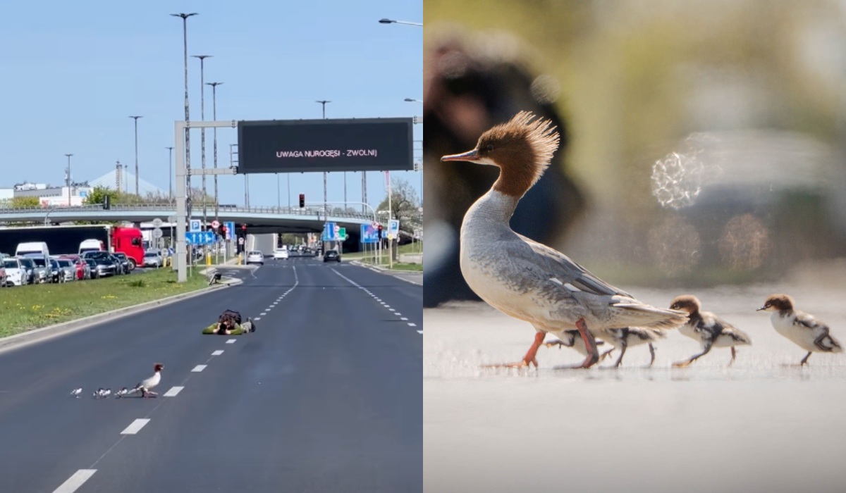 Warszawa: pierwsza w sezonie rodzina nurogęsi bezpiecznie dotarła nad Wisłę