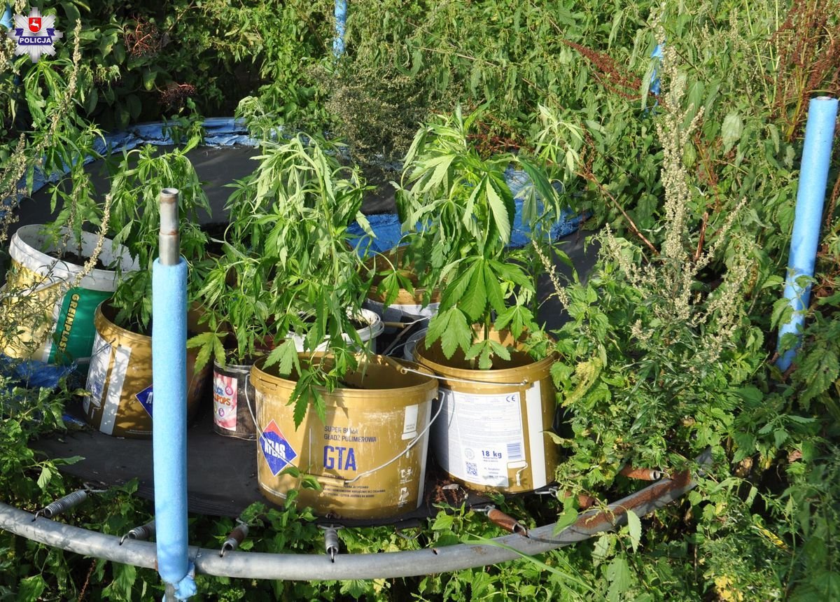 Wilków Breaking Bad: nastolatka założyła uprawę konopi w trampolinie otoczonej chaszczami